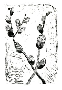 Sleeping Pussy Willow, 2014 (tregravering på papir)